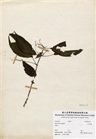 藏品(大冷水麻)的圖片